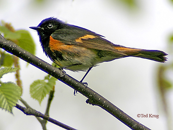 Photo (12): American Redstart