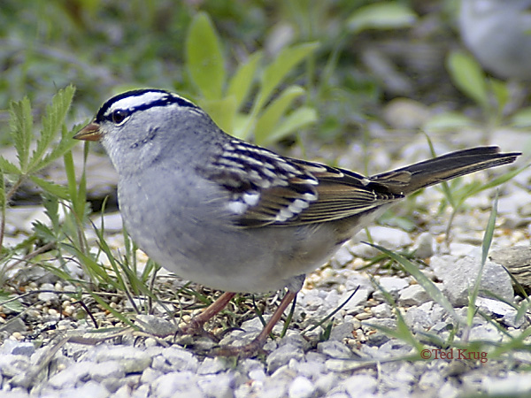 Photo (12): White-crowned Sparrow