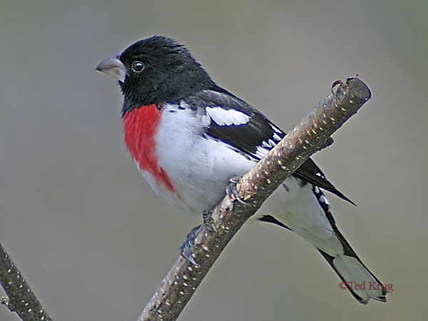 Photo (11): Rose-breasted Grosbeak