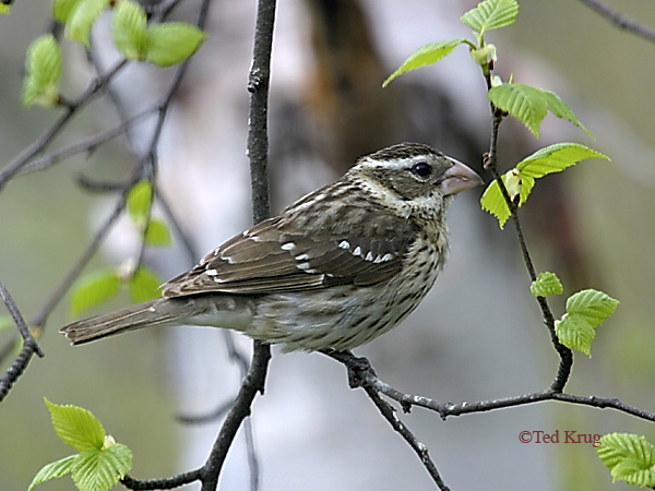 Photo (10): Rose-breasted Grosbeak