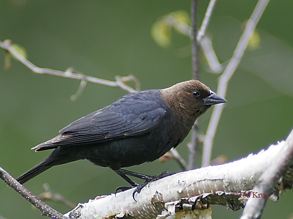 Photo (10): Brown-headed Cowbird