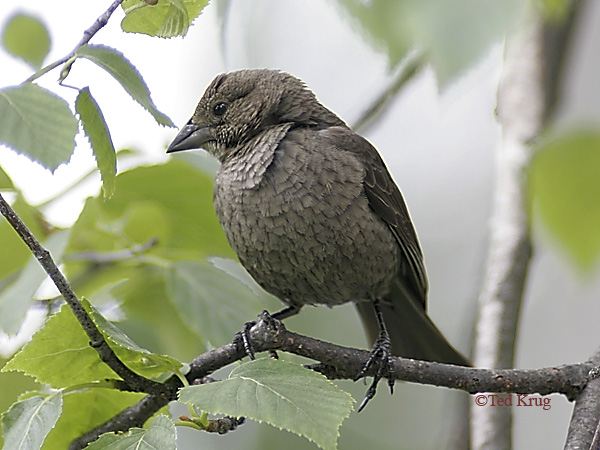 Photo (12): Brown-headed Cowbird