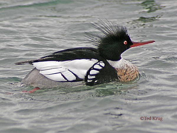 Photo (2): Red-breasted Merganser