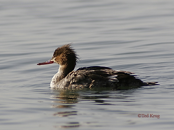 Photo (3): Red-breasted Merganser