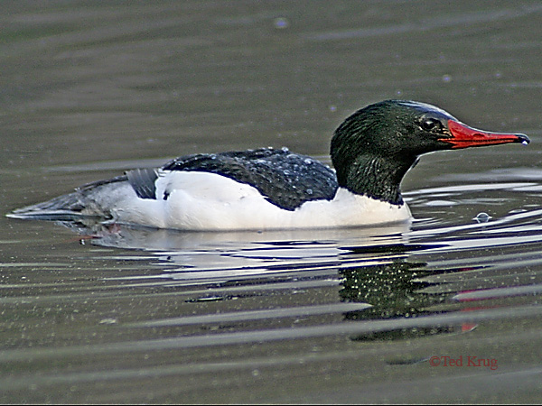 Photo (6): Common Merganser