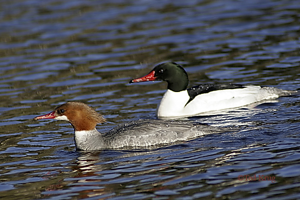 Photo (4): Common Merganser
