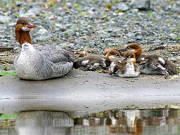 Photo (5): Common Merganser
