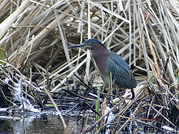 Photo (13): Green Heron