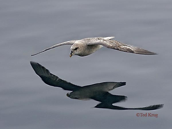 Photo (14): Northern Fulmar