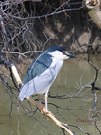 Photo (16): Black-crowned Night-Heron