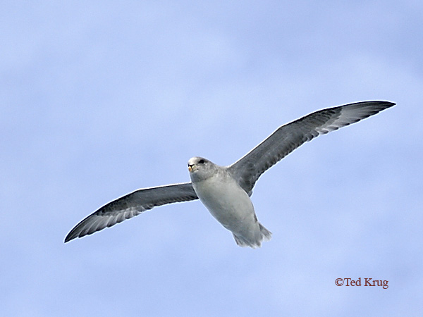 Photo (13): Northern Fulmar