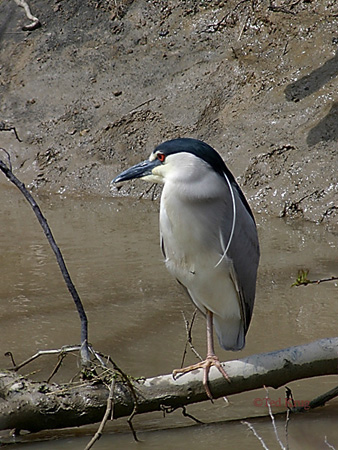 Photo (12): Black-crowned Night-Heron