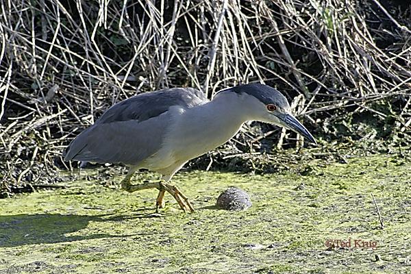 Photo (17): Black-crowned Night-Heron