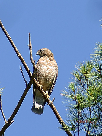 Photo (6): Quiz Species