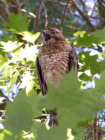 Photo (13): Quiz Species
