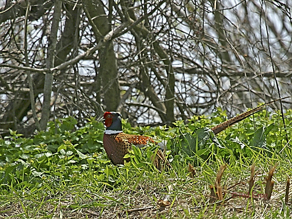 Photo (6): Ring-necked Pheasant