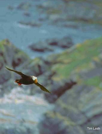 Photo (4): Tufted Puffin