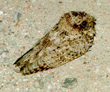 Photo (1): Common Poorwill