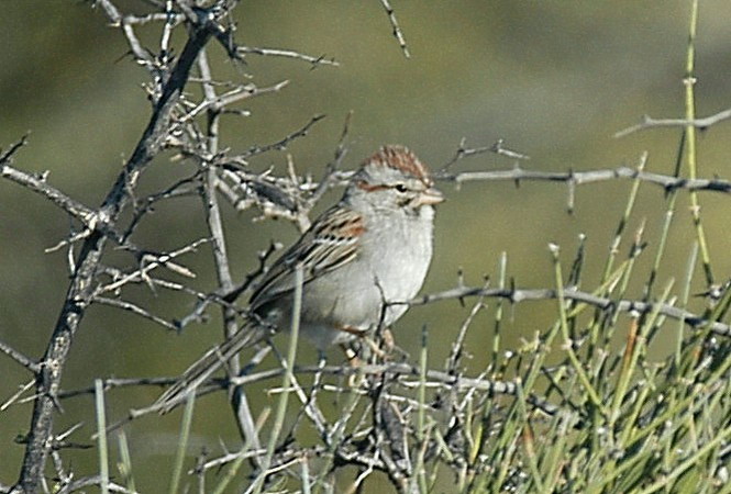 Photo (2): Rufous-winged Sparrow