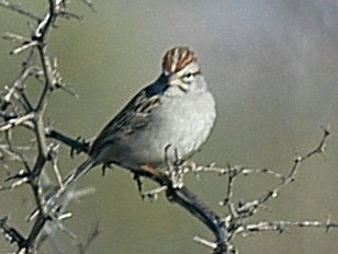Photo (3): Rufous-winged Sparrow