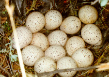 Photo (14): Gambel's Quail