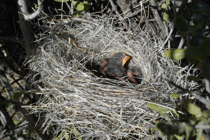 Photo (16): Black-chinned Sparrow