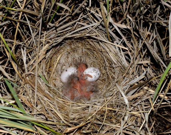 Photo (22): Lark Sparrow