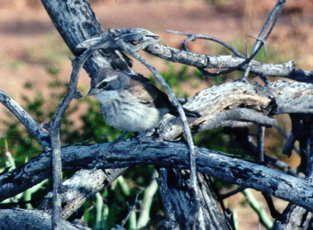 Photo (23): Black-throated Sparrow