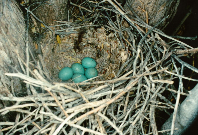 Photo (2): Le Conte's Thrasher