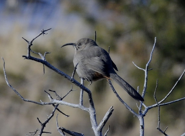 Photo (1): Crissal Thrasher