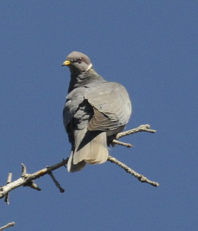 Photo (12): Band-tailed Pigeon