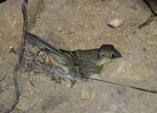 Photo (18): Cordilleran Flycatcher