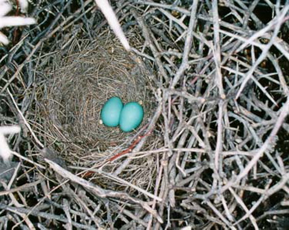 Photo (3): Crissal Thrasher