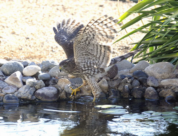 Photo (20): Cooper's Hawk