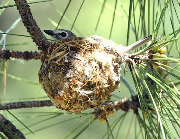 Photo (9): Plumbeous Vireo