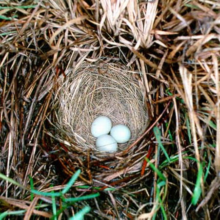 Photo (8): Yellow-eyed Junco
