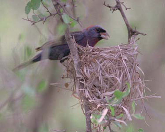 Photo (8): Varied Bunting