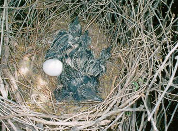 Photo (13): Greater Roadrunner