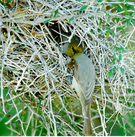 Photo (9): Verdin