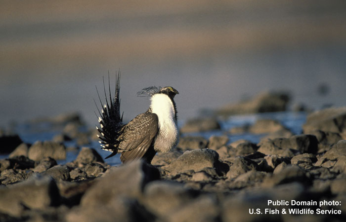 Photo (5): Greater Sage-Grouse