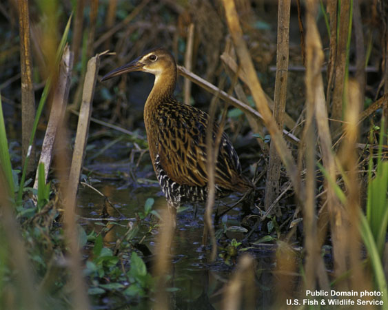 Photo (9): King Rail