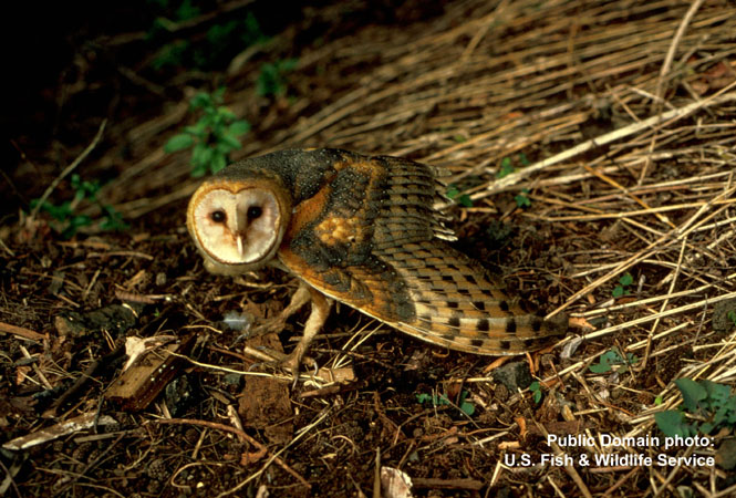 Photo (7): Barn Owl