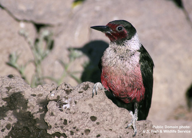 Photo (7): Lewis's Woodpecker