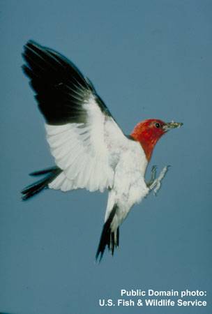 Photo (4): Red-headed Woodpecker