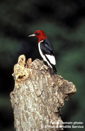 Photo (6): Red-headed Woodpecker