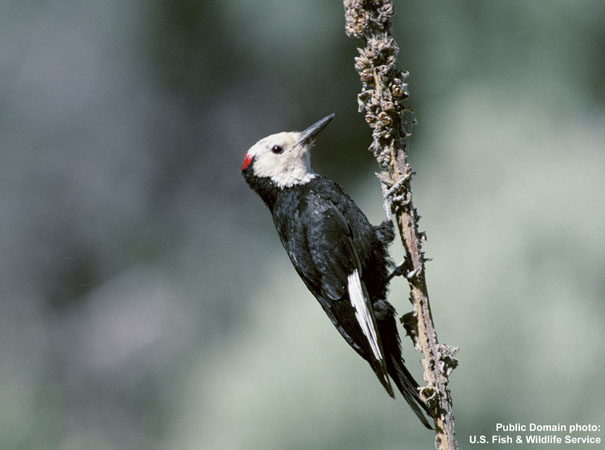 Photo (1): White-headed Woodpecker