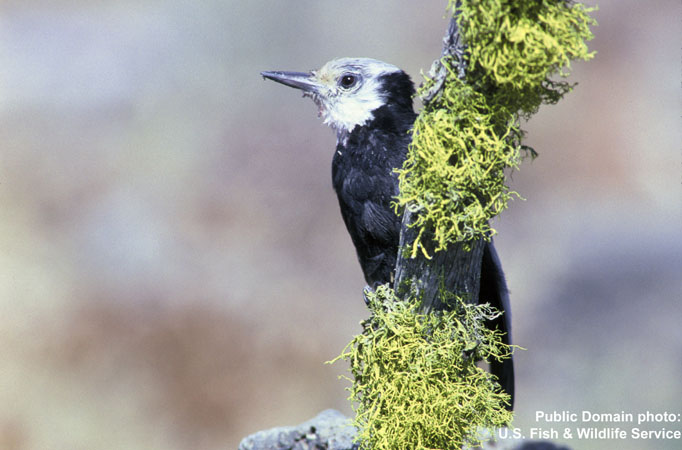 Photo (2): White-headed Woodpecker