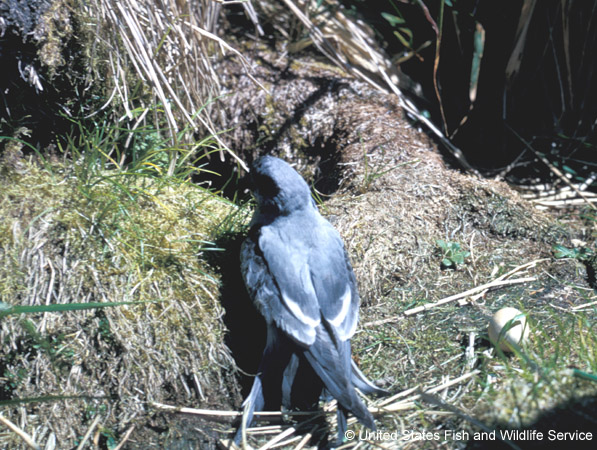 Photo (5): Fork-tailed Storm-Petrel