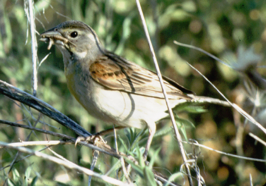 Photo (8): Dickcissel