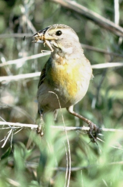 Photo (7): Dickcissel